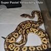 Super Pastel Yellowbelly BP