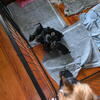 Yorkies available for adoption 
