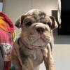 English bulldog puppies