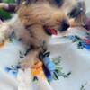 AKC Male Toy Yorkie for sale