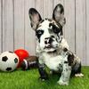Gorgeous Black Merle Bully Puppy