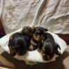 Akc registered Yorkies