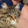 Male Maine Coon for sale