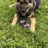 German Shepherd dog needs love and care