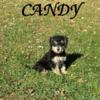 Candy Female Schnoodle Puppy