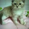 Ragdoll Pure Breed Kittens for SALE