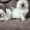 Ragdoll kittens for sale