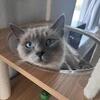 Ragdoll Female (2021) – Blue Eyes – Beautiful – $800