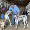 GREAT DANE PUPPIES NEEDING HOMES 