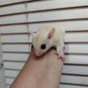 Sugar Glider leucistic baby boy is neutered