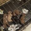 Williams bloodline pitbull puppies