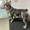 French bulldog for stud akc