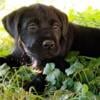 #labrador retriever# one female puppy left