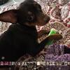 Rehoming