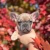 Tigger- Blue Fawn Male KY Kentucky French Bulldog for sale