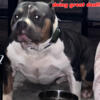 American Bully Stud service running special to approved female pup back deal