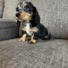Mini akc silver dapppe female long hair