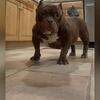Puppies available