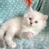 Ragdoll Female kitten