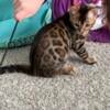 Gorgeous Brown Spotted Bengal kittens