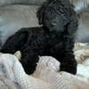 Irish Doodle puppy available