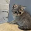 Blue/cream patched tabby Exotic shorthair female 