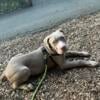 male puppy for rehoming