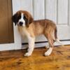 Male Saint Bernard puppy