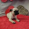 3 Male pug puppies available