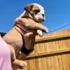 AKC English Bulldog Puppies2500