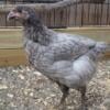 Pullets looking for home