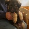 1 AKC GERMAN SHEPHERD PUPPY 