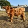 Miniature highland bull calf out of Lakeport Miniature Highlands