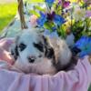 Mini Aussie Doodles Bloomingdale MI $295