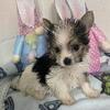 Parti Yorkie