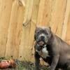 Female blue tri bully