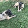 Kangal puppies