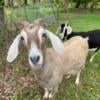 Mixed Breed Goats to Re-home or Sell