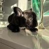 Female Frenchie Puppy 8 Weeks