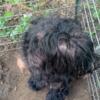 Squishy is a Female Giant Schnauzer