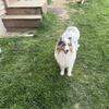 Akc sheltie female