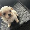 Shih Tzu puppy female