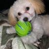 3 LBS TINY TOY POODLE CKC