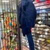 Gorgeous female hyacinth macaw super tame bird well behaved in perfect condition