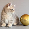 Located in Houston munchkin standard kitten Sable blue golden short legs