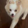 Pom puppies 
