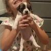 Terrier mix puppies