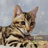 Socialized Male Bengal Kittens available now