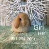 Holland Lop Bunnies-Super Cute!