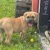 Cane Corso mastiff/ Great Dane
